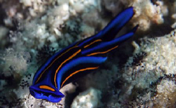 nudibranch or tabogan? Can anyone help with the name for ... by John M Akar 